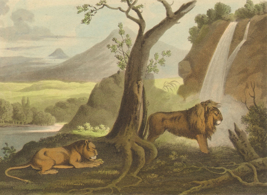 AFRICA. Lions waiting for Prey (Field Sports- Edward Orme)  1814 old print